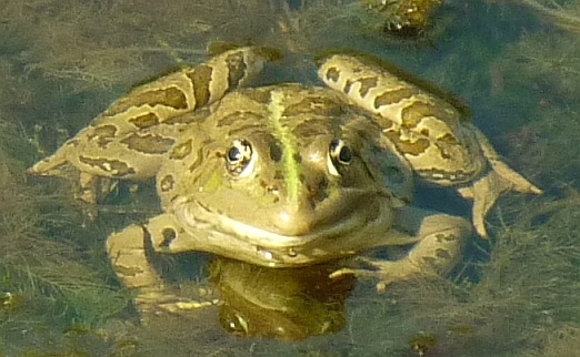 Rane da identificare, dalla Dalmazia - Pelophylax ridibundus